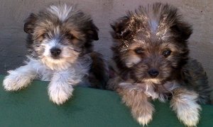 BARC hondjies soek eienaars